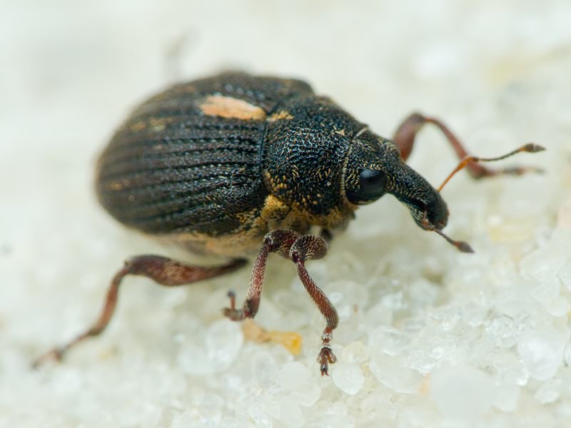 Rhinoncus leucostigma (Marsham, 1802)